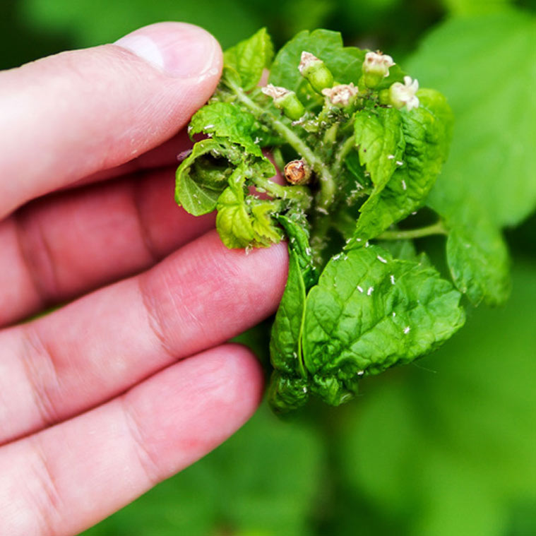 Close up of pest | Pest Managment Services Landscape Florida