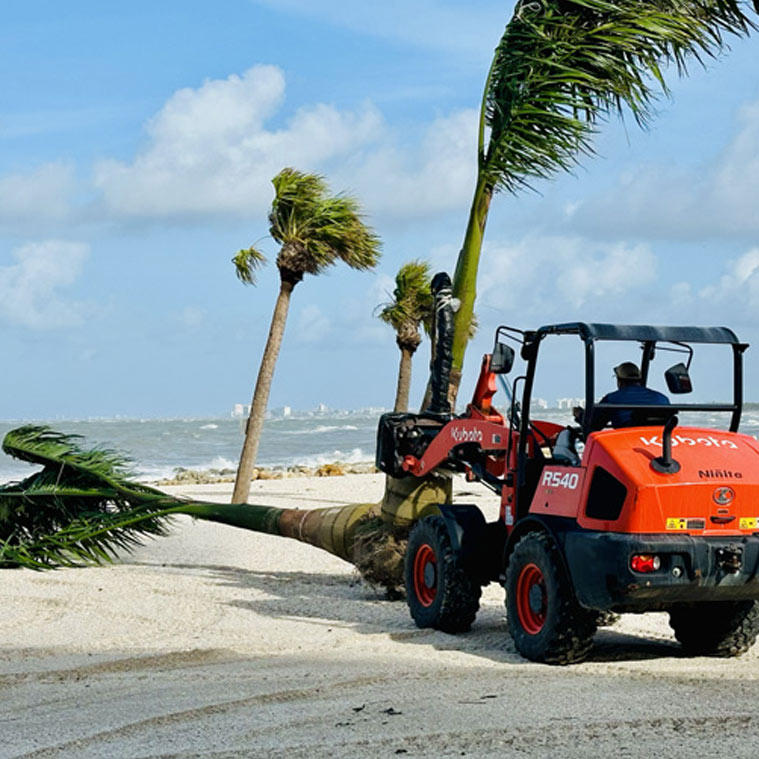 Palm tree being removed | Installation Services Landscape Florida