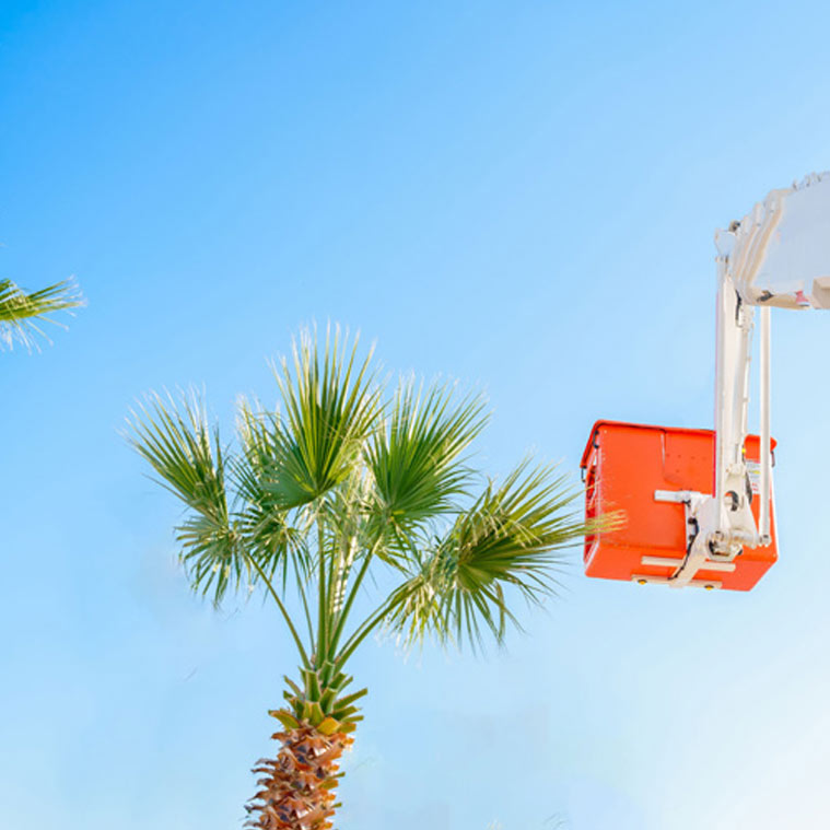 Palm tree being installed | Tree Service Services Landscape Florida